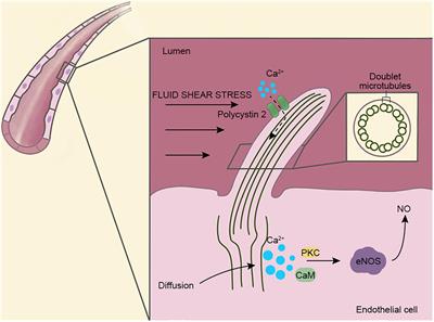 Functions of Endothelial Cilia in the Regulation of Vascular Barriers